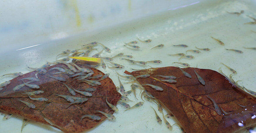 Peces ornamentales de la Amazonía ingresan a mercados internacionales con respaldo sanitario de Sanipes Perú