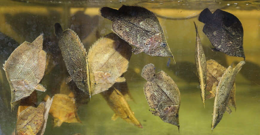 Peces ornamentales de la Amazonía ingresan a mercados internacionales con respaldo sanitario de Sanipes Perú