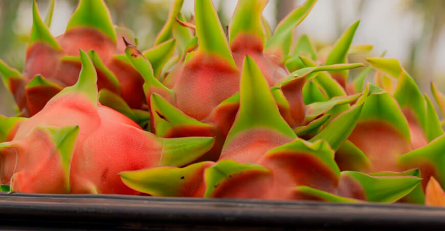 Perú exportación pitahaya peruana