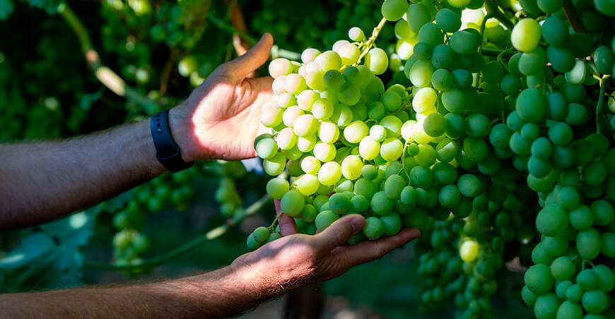 Perú exportación de uvas peruanas