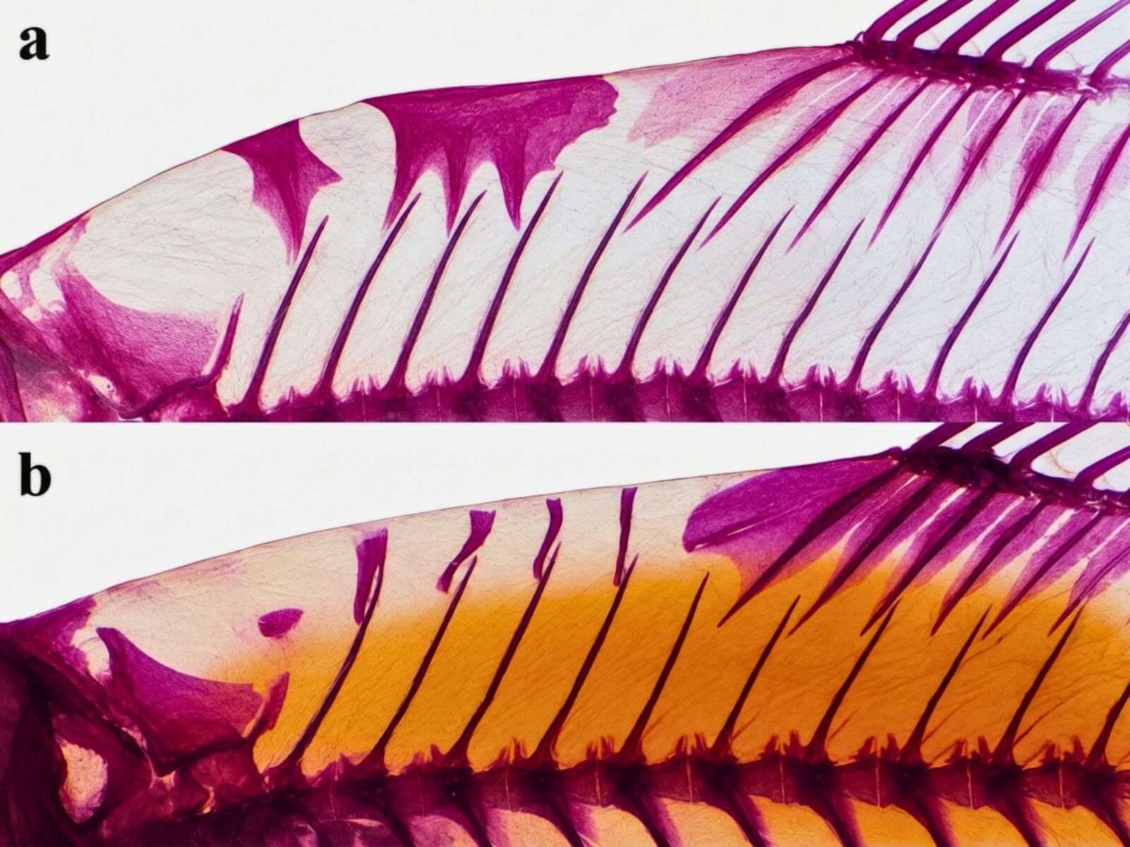 Investigación liderada por especialista del IIAP identifica una nueva especie de pez en Sudamérica denominado Odontostilbe britskii 