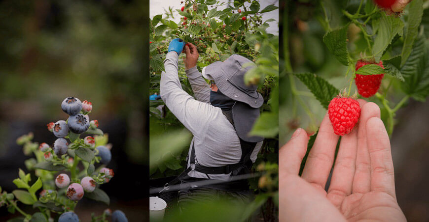 Perú producción de cultivos frutos rojos