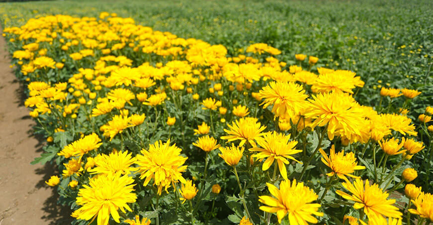 Perú producción flores amarillas