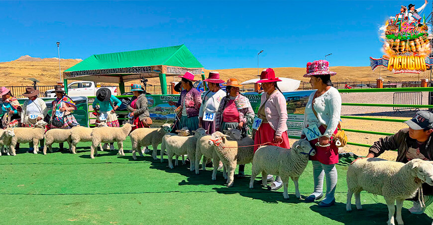 Pichigua impulsa actividades y ferias ganaderas con nuevo campo ferial Cusco Perú