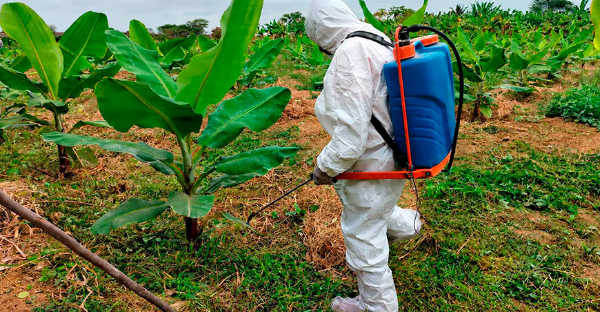 Evalúan inoculantes biológicos en banano frente al riesgo de Fusarium R4T Piura Perú