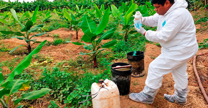 Evalúan inoculantes biológicos en banano frente al riesgo de Fusarium R4T Piura Perú