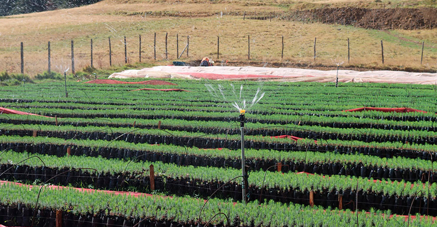 plantones forestales Cajamarca Perú