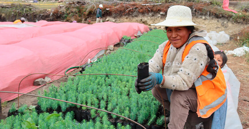 instalarán plantones de quinual y pino en las qochas El Tambillo y El Walte en Chetillas Cajamarca Perú