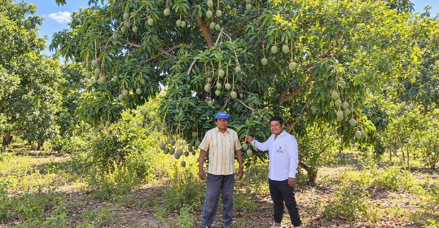 productores de Lambayeque concretaron venta de mango orgánico peruano en la Expoalimentaria Perú