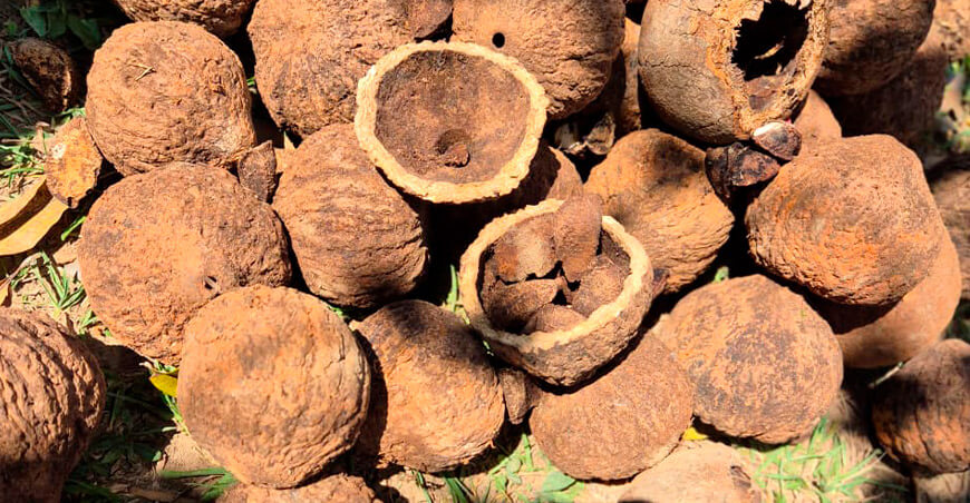 Madre de Dios puso en vitrina a la castaña como alimento, cultura, economía y bosque