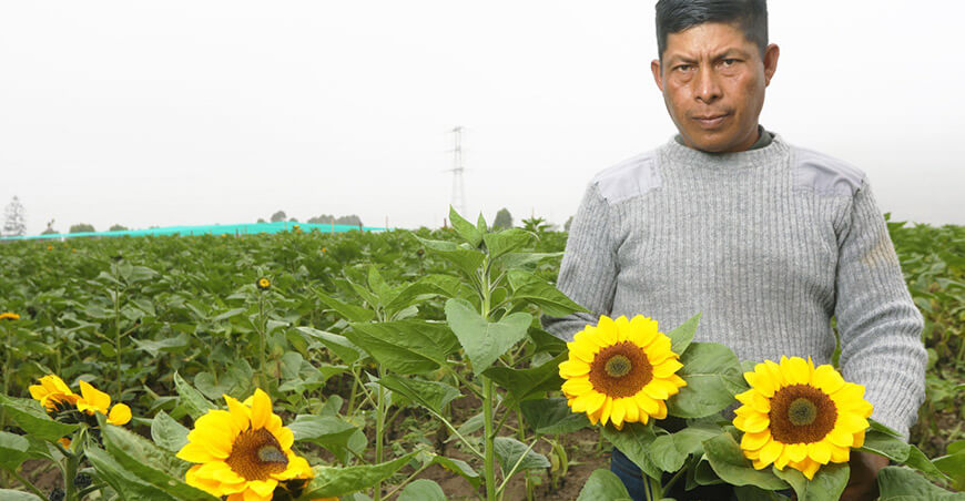 Perú productor girasoles Perú flores amarillas