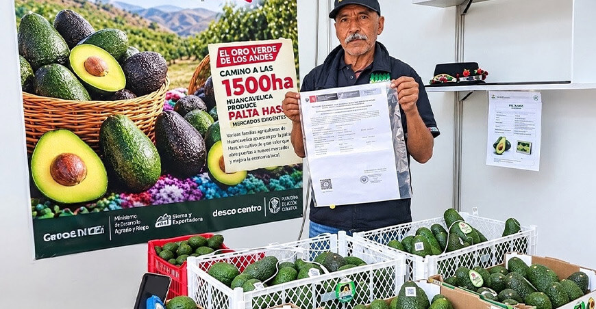 Senasa Perú exportación palta Hass peruana