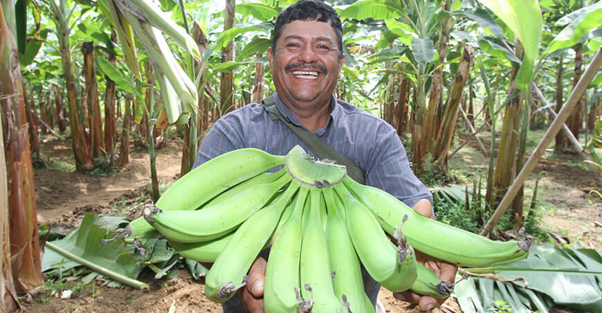 productor plátanos orgánicos Perú