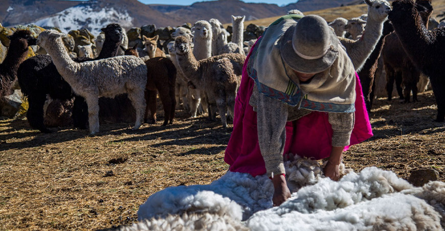 productora alpaquera fibra alpaca Perú