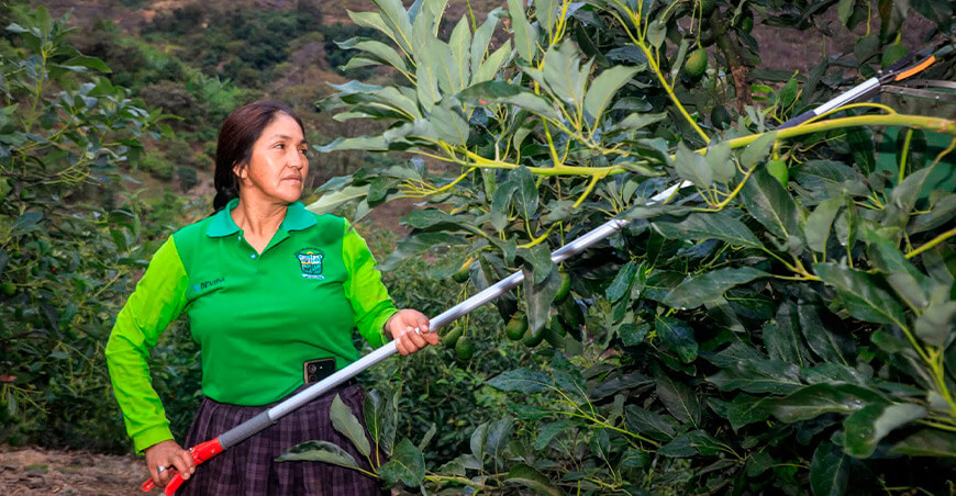 Devida fortalece capacidades técnicas de productores de palta de Andaymarca Huancavelica Perú
