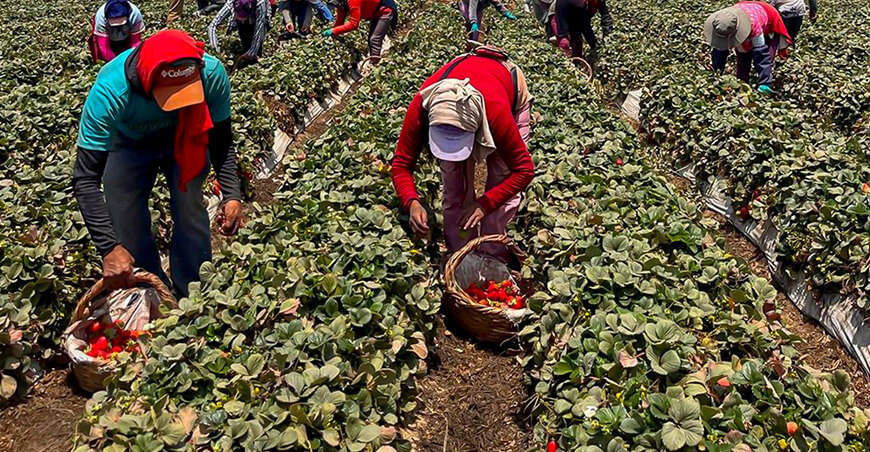 productores de fresas Lima Perú