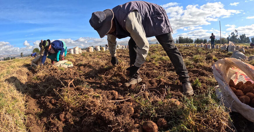 títulos de propiedad rural garantizan seguridad jurídica de predios productores de papa Perú