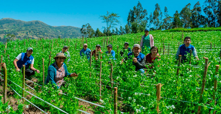 Parcelas demostrativas de arveja en Huancabamba Piura Perú