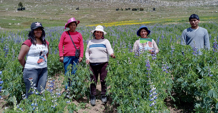 La producción de tarwi involucra a 30 000 familias en el Perú