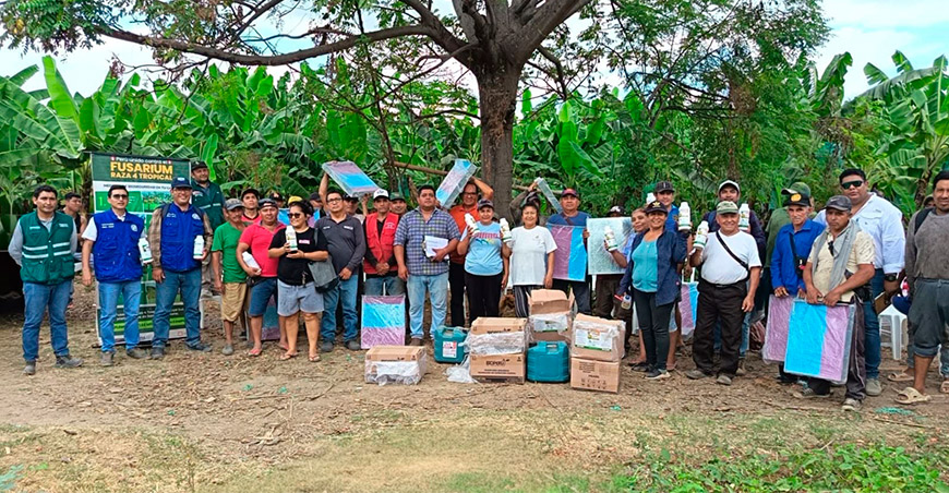 Productores del sector La Pampa conforman Comité de Sanidad para reforzar vigilancia del banano ante el Fusarium R4T Piura Perú
