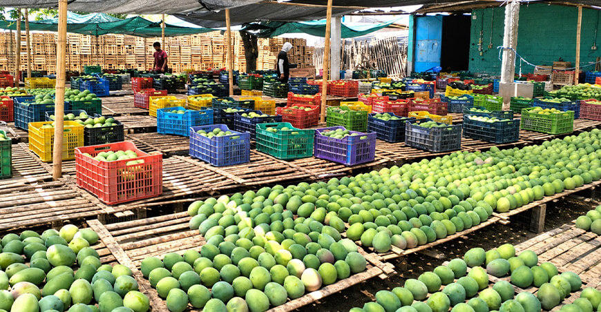 productores de Lambayeque concretaron venta de mango orgánico peruano en la Expoalimentaria Perú