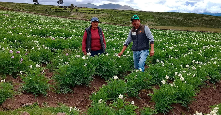 productores de papas nativas Larcay Ayacucho Perú
