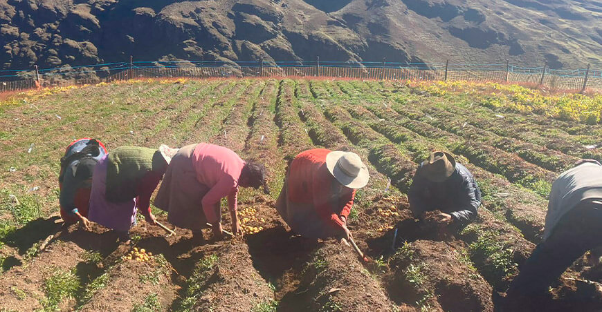 Senamhi presenta evidencia científica sobre el impacto del cambio climático en la producción de papa del Altiplano peruano Puno
