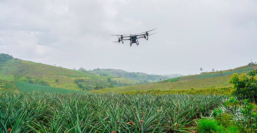 Productores de piña de Aramango incorporan dron agrícola para mejorar su producción