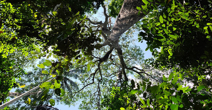 un legado familiar que vive en el bosque entre castaños Madre de Dios productores de castaña