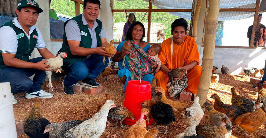 Provraem entregó 4700 pollos criollos a 14 comunidades nativas de Junín Perú