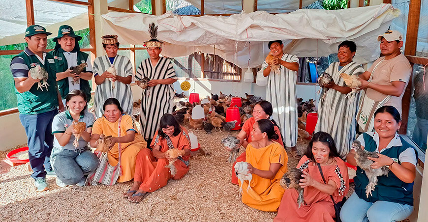 Provraem entregó 4700 pollos criollos a 14 comunidades nativas de Junín Perú