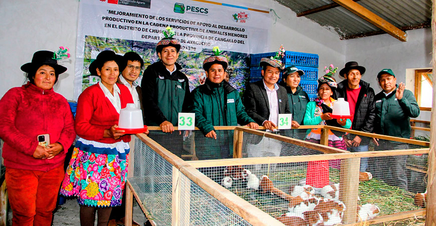Concluyen proyecto Cuy Chuschi que beneficia a 423 familias productoras Ayacucho Perú