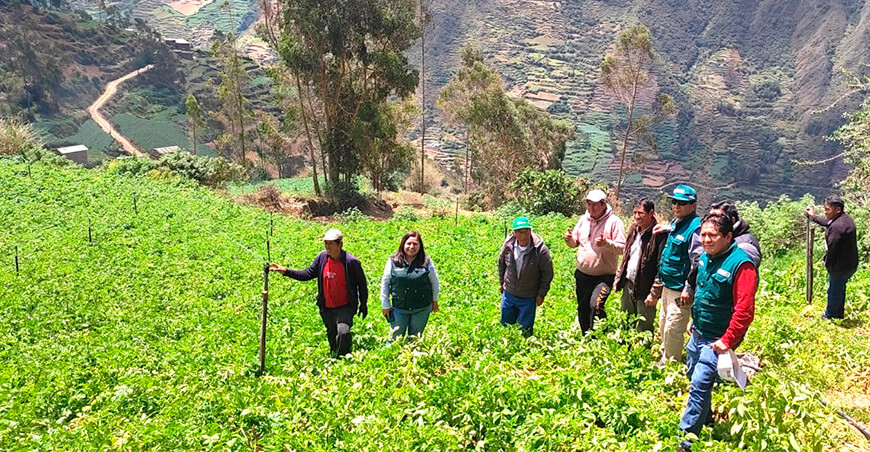 PSI impulsa la producción de 160 familias agricultoras en Junín con riego tecnificado riego por aspersión productores de Junín Perú 
