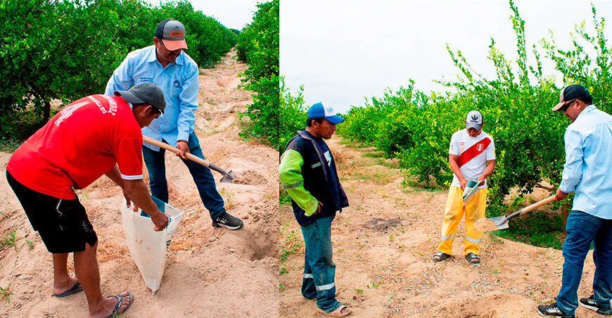 Realizan muestreo de suelos de más de 100 productores de limón del Medio Piura