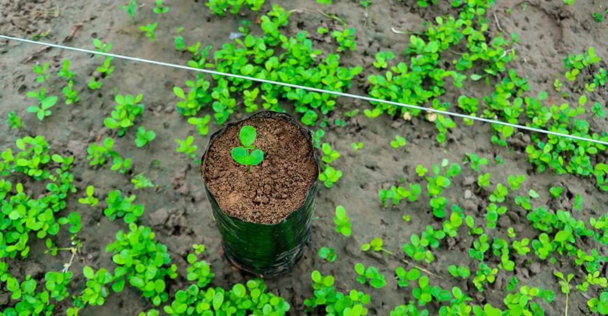 la producción agrícola en Río Tambo