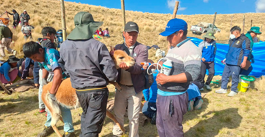 Preservan el bienestar de las vicuñas en la comunidad campesina de Huancabamba Apurímac Perú