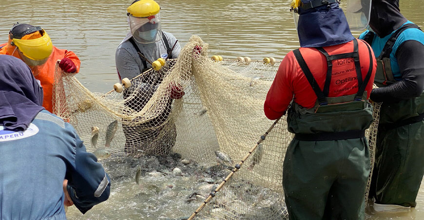 Perú presenta en APEC guía para detectar enfermedades en tilapia y trucha Perú