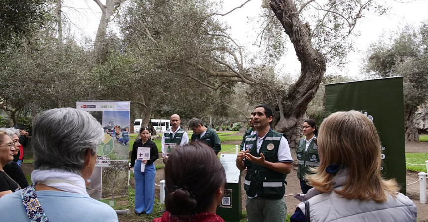 Árboles en las ciudades regulan la temperatura, reducen la sensación de calor y brindan sombra y confort Serfor Perú Día del Árbol