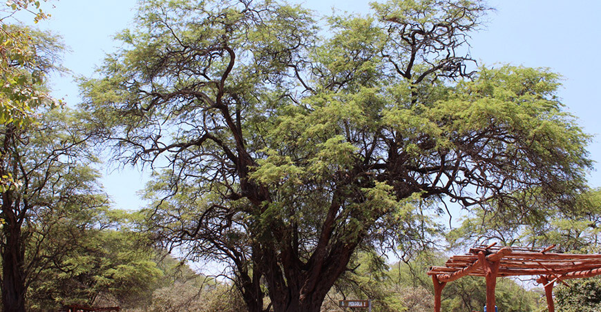 Árboles en las ciudades regulan la temperatura, reducen la sensación de calor y brindan sombra y confort Serfor Perú Día del Árbol