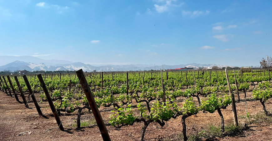 Temperaturas cálidas influyen en el desarrollo de la campaña agrícola 2026-2027 en la costa peruana