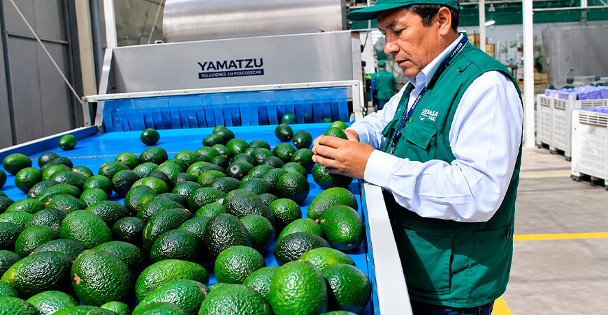 Senasa Perú exportación palta Hass peruana