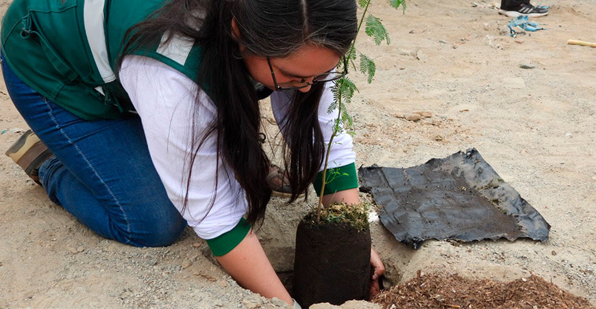 Serfor promueve forestería urbana con plantación de huarangos en Parcona Ica Perú