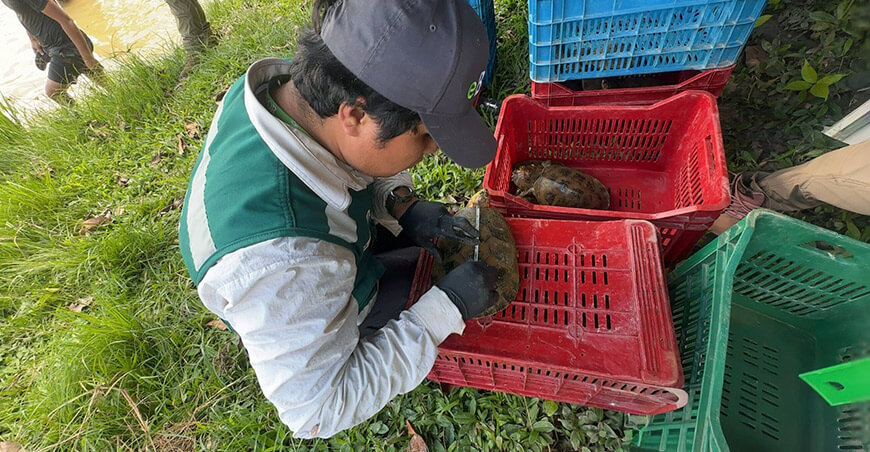 Serfor cumplió rol técnico y legal tras operativo contra el tráfico de fauna silvestre Loreto Perú