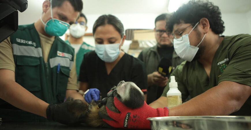 Serfor rescató 69 monos mantenidos como mascotas en viviendas de Lima Perú