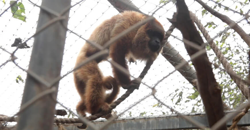 Serfor rescató 69 monos mantenidos como mascotas en viviendas de Lima Perú