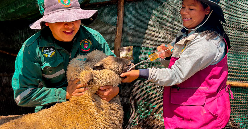 desparasitación ovinos Ilabaya Tacna Perú