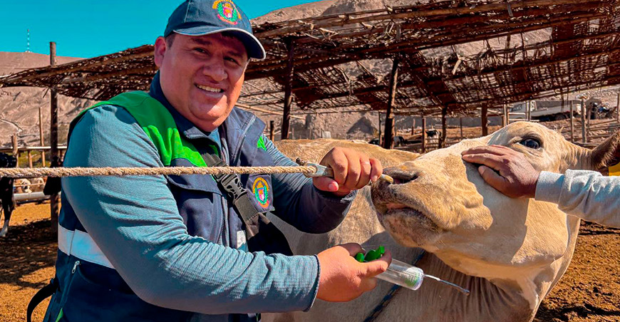 desparasitación vacunos Ilabaya Tacna Perú