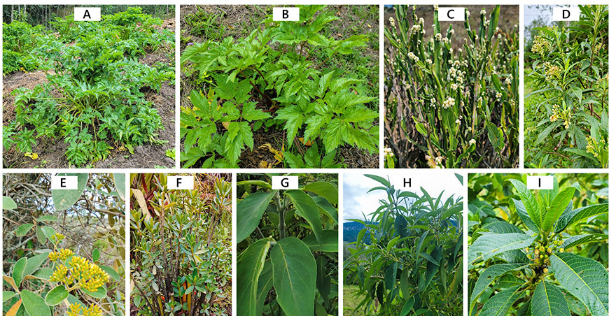 UNTRM desarrolló aceites esenciales de plantas nativas eperomia Pinaequalifolia y Baccharis genistelloides para combatir hongos