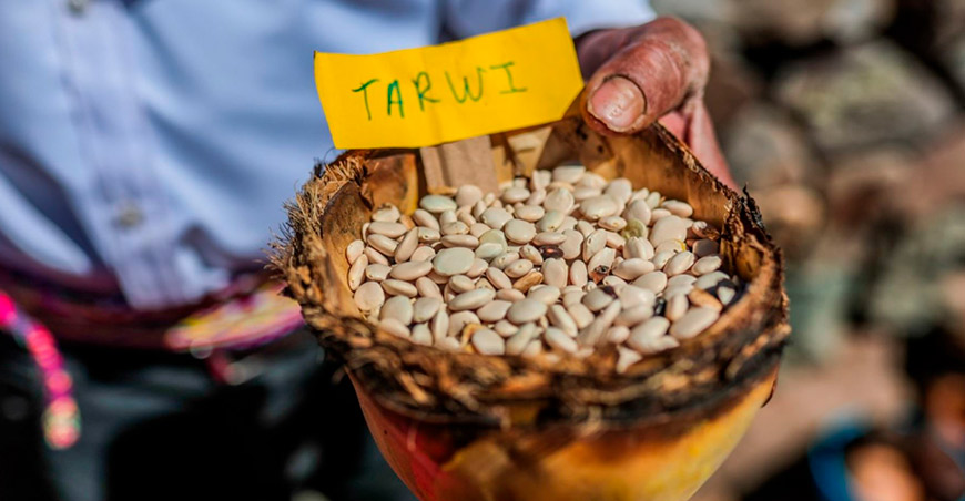 producción de tarwi en la cocina, la medicina tradicional y los ritos agrícolas Perú