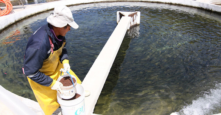 Acuicultores podrán adoptar medidas preventivas para proteger cultivos de trucha, tilapia, langostino y concha de abanico ante El Niño Perú Sanipes